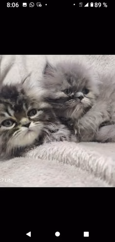 Preciosas puras gatitas persa - Imagen 3