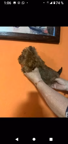Hermoso yorky minia5ura rojo
