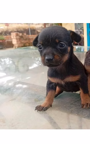 Hermoso cachorro pincher miniatura