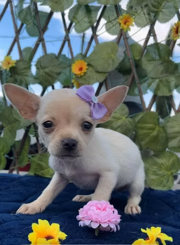 Hermoso cachorro pincher miniatura