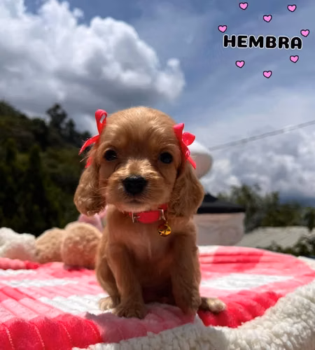 Hermoso cachorro Cocker spaniel