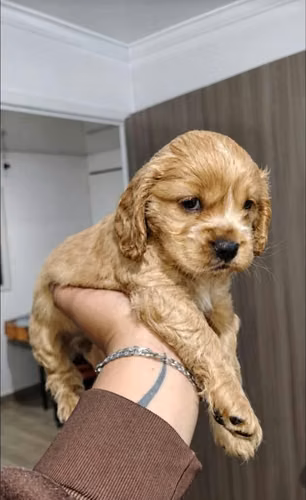 Hermoso cachorro Cocker spaniel