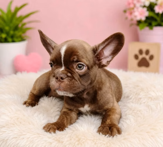 Bulldog francés