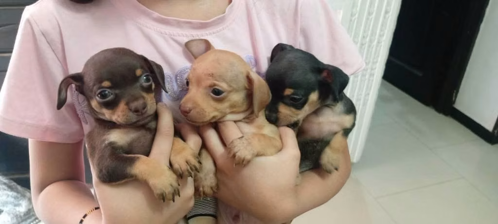 Hermosos Pincher miniatura