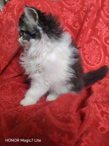 Gata persa hermosas