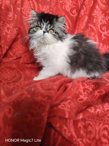 Gata persa hermosas