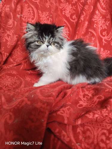 Gata persa hermosas