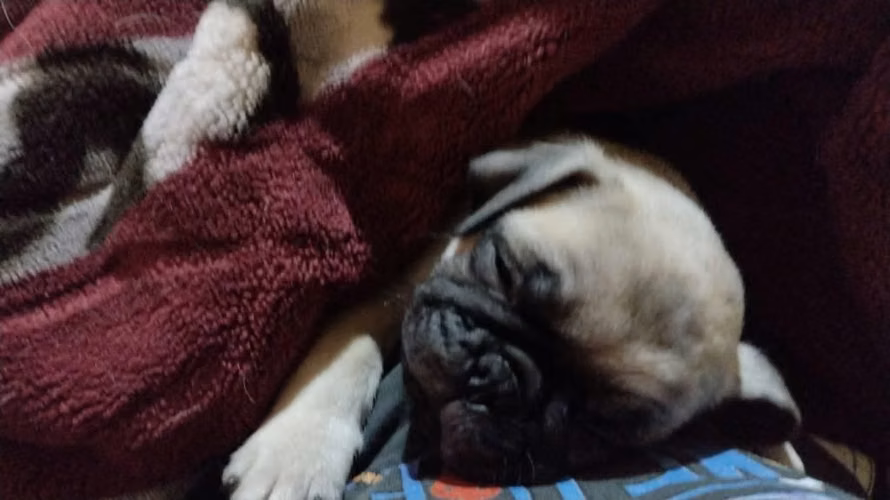 Cachorro Pug