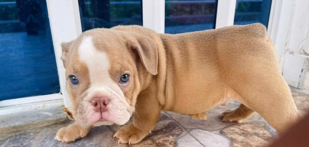 HERMOSA CACHORRITA BULLDOG INGLÉS DE 50 DIAS