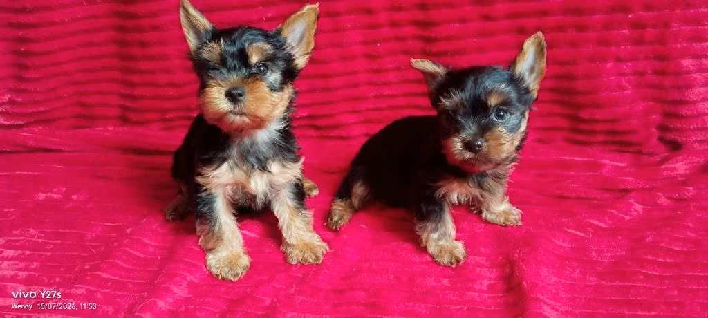 Cachorros