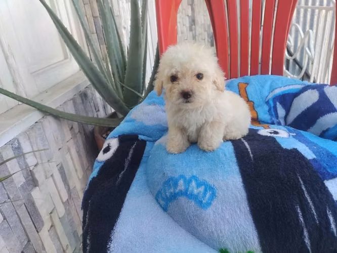 Hermoso cachorro Frespoodle Macho
