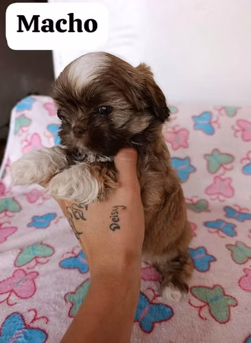 Hermoso cachorro Shitzu macho