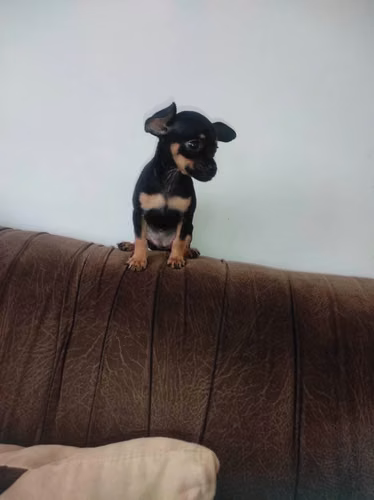HERMOSA CACHORRITA PINCHER TRADICIONAL DE 55 DiAS