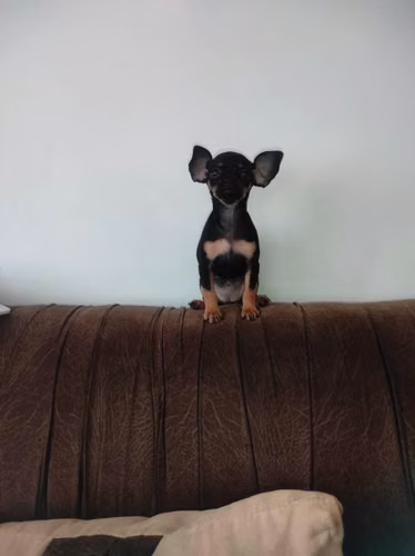HERMOSA CACHORRITA PINCHER TRADICIONAL DE 55 DiAS