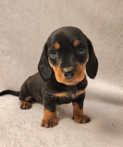 HERMOSO. CACHORRITO TEKER TRADICIONAL MINI DE 55 DIAS