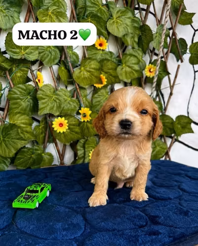 Hermosos cachorros cocker Spaniel