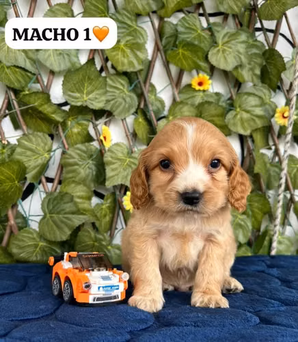 Hermosos cachorros cocker Spaniel