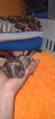 Camadita Yorshire Terrier 3 hembritas 1 machito.