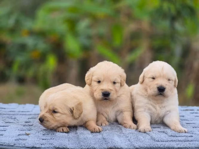 Hermosos cachorros Golden retriver