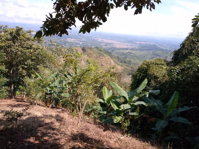 SE VENDE FINCA CAFETERA EN PIJAO QUINDIO