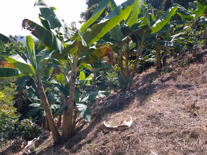 SE VENDE FINCA CAFETERA EN PIJAO QUINDIO