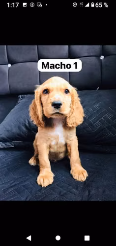 Lindos cocker spaniel