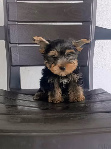 Hermoso cachorrito Yorkshire Terrier Mini
