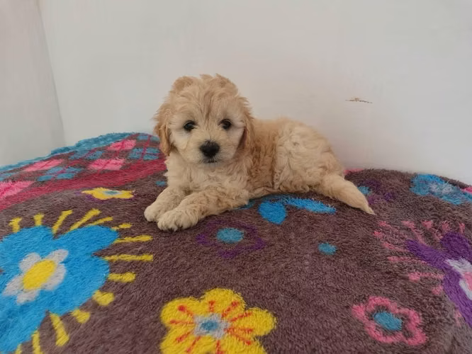 Hermoso cachorrito frespoodle mini Toy macho