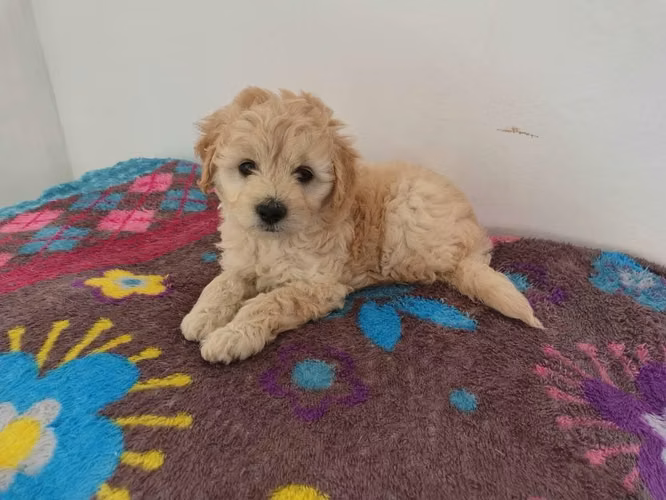 Hermoso cachorrito frespoodle mini Toy macho - Imagen 3