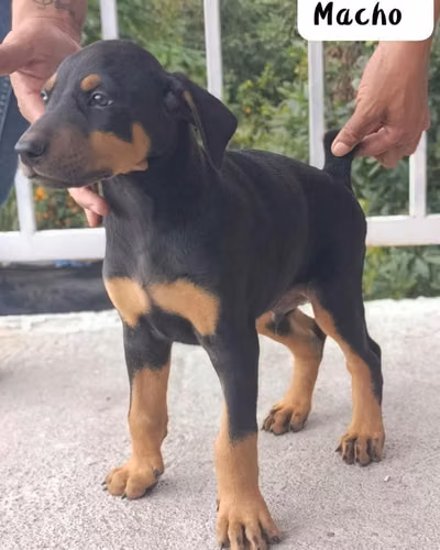 HERMOSO CACHORRITO DOBERMAN DE 50 DIAS