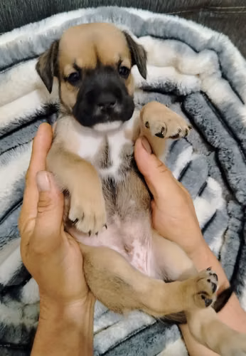 SE VENDEN PERROS AMERICAN BULLY DE 5 SEMANAS - Imagen 6