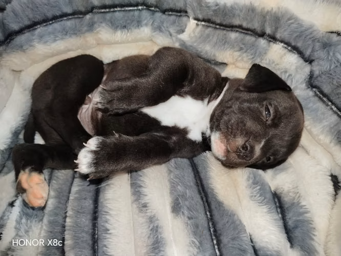 SE VENDEN PERROS AMERICAN BULLY DE 5 SEMANAS - Imagen 9