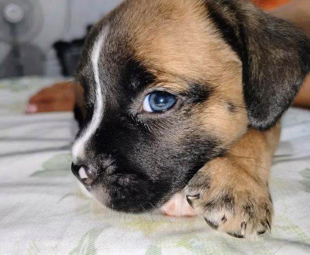 SE VENDEN PERROS AMERICAN BULLY DE 5 SEMANAS