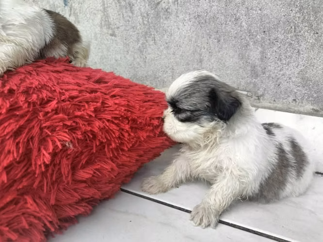 Hermosos shitzu macho y hembra - Imagen 3