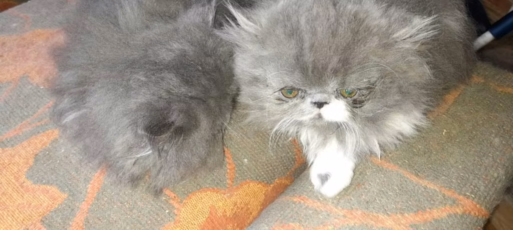 Hermosos gatitos persa