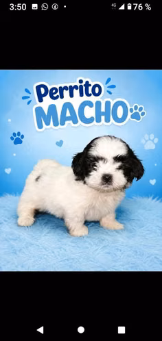 Shih tzu miniatura disponibles machos y hembras