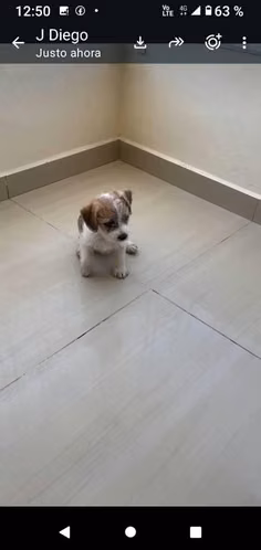 Hermosos mini Jack Russell