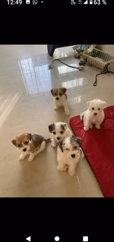 Hermosos mini Jack Russell - Imagen 2