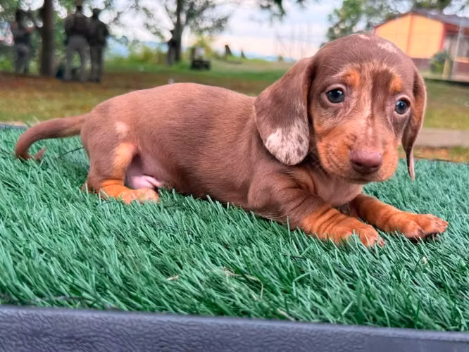 Hermoso cachorrito teckel Mini