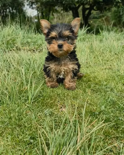 HERMOSO CACHORRITO YORKSHIRE TERRIER MINI - Imagen 1