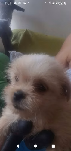 supermini  cachorrita Shih tzu  - Imagen 2