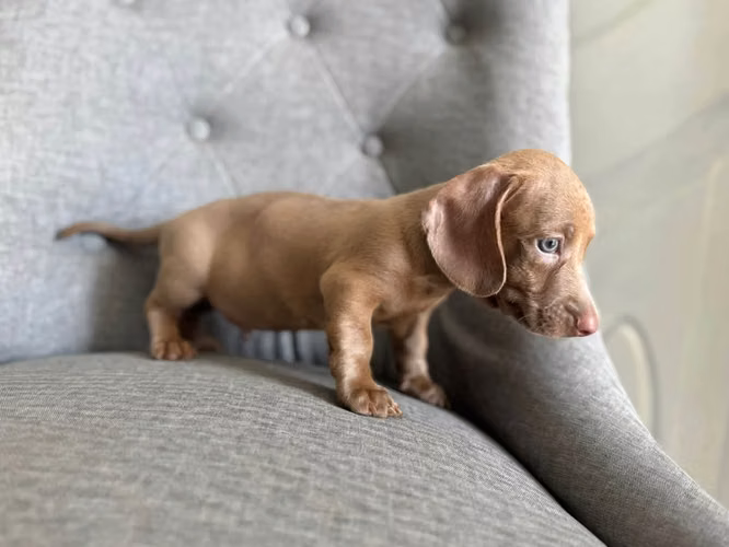 BEAUTIFUL CUB TEKER CHOCO 50 DAYS