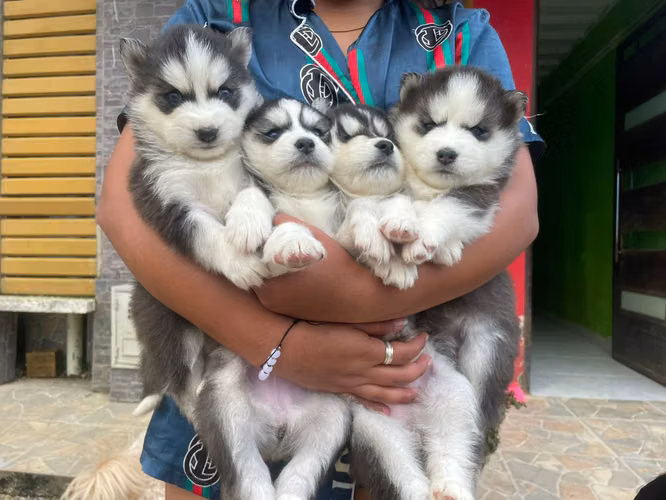HERMOSOS CACHORRITOS HUSKY DE OJOS AZULES DE 50 DIAS 