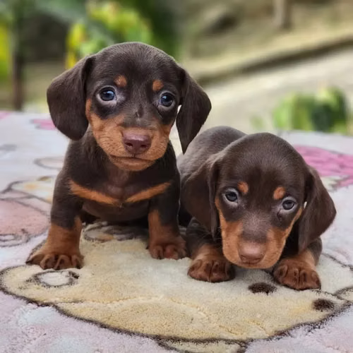 HERMOSOS CACHORRITOS TECKEL CHOCOLATE DE 50 DIAS