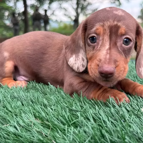 BEAUTIFUL CACHORITA TECKEL CHOCO MERLE 50 DAYS