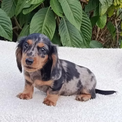 BEAUTIFUL CACHORITA TECKEL BLUE MERLE 55 DAYS