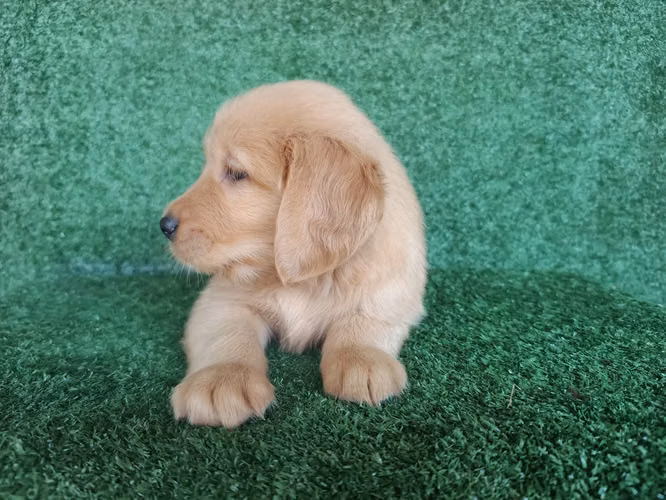 HERMOSA CACHORRITA GOLDEN RETRIVER DE 55 DIAS - Imagen 2