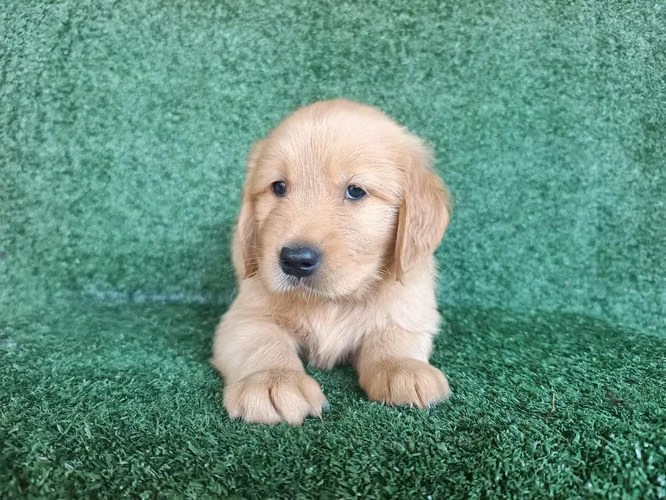 HERMOSA CACHORRITA GOLDEN RETRIVER DE 55 DIAS - Imagen 3