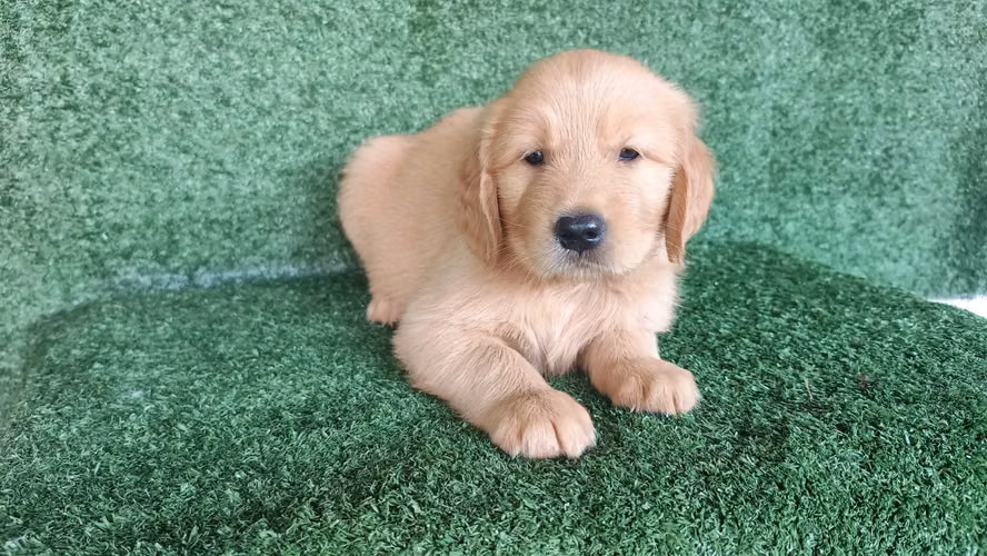 HERMOSA CACHORRITA GOLDEN RETRIVER DE 55 DIAS