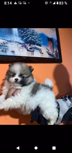 Beautiful pomerania lulu bear face